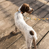 Cascade Dog Collar - Life is Better