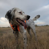 Browing Dog Training Locator Bell