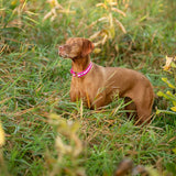 Upland Field Dog Collar Reflective – Pink