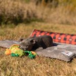 ROCT Hunter Pickle Dog Toy